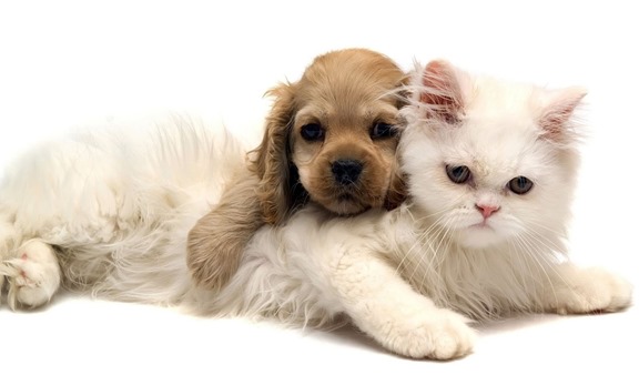 Dog and Cat-wallpaper Dog and Cat-wallpaper