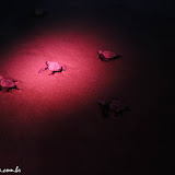 Tartarugas verdes sendo soltas na praia La Flor - San Juan del Sur, Nicarágua