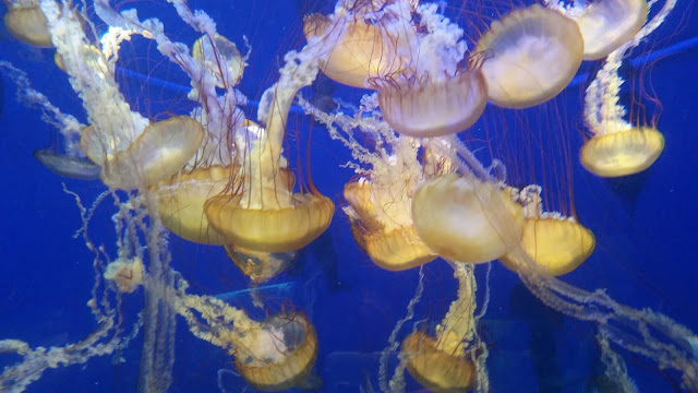 Aquarium of the Pacific jellyfish
