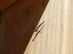 Additional inhabitants - praying mantis 4/19