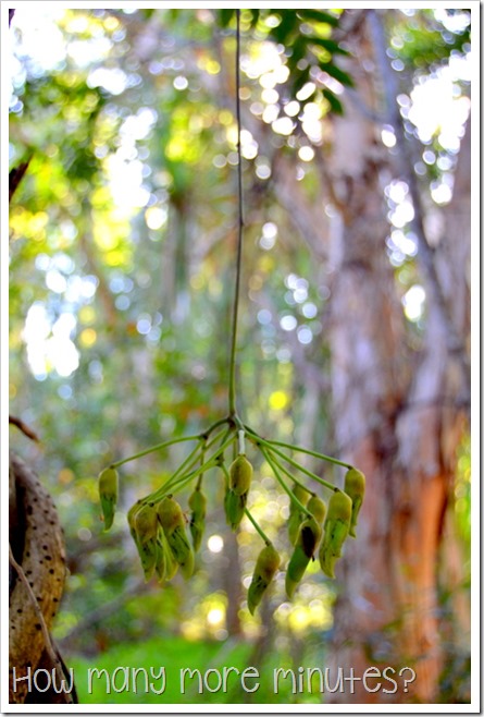 Cape Hillsborough NP | How Many More Minutes?