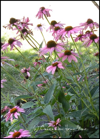 Summer Garden @ Chickadee Home Nest