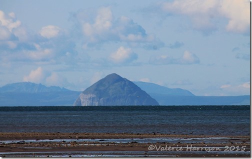 7-Ailsa-Craig