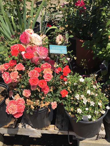 Plant Nursery «Russian River Rose Co», reviews and photos, 1685 Magnolia Dr, Healdsburg, CA 95448, USA