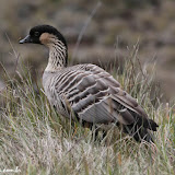 Nene -  Maui, Havaí, EUA