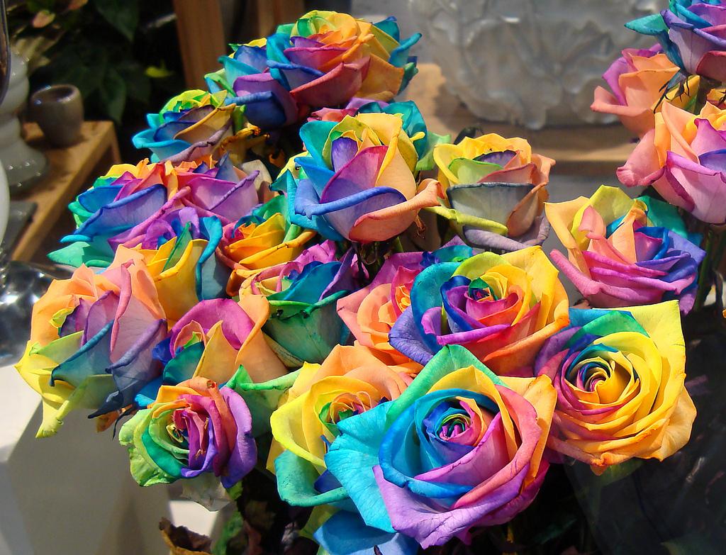 Rainbow roses are used to