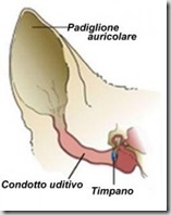 cane-orecchio