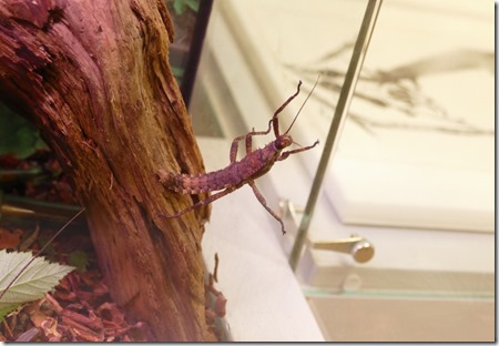 nl_deer_lake_insectarium_7