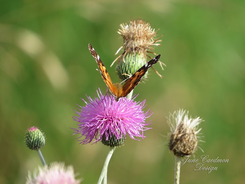 [American_Lady_thistle%255B3%255D.jpg]