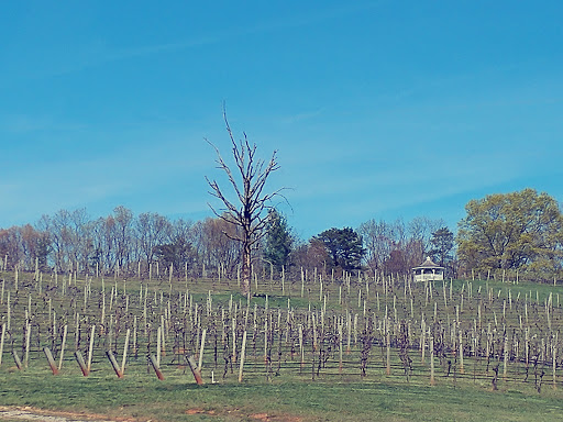 Vineyard «Three Sisters Vineyards & Winery», reviews and photos, 439 Vineyard Way, Dahlonega, GA 30533, USA