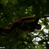 Macaco aranha - Parque Nacional Corcovado - Bahía Drake - Costa Rica