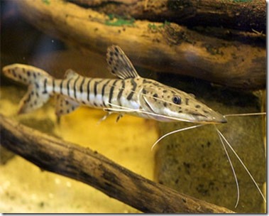 be-ca-canh-tiger_catfish_cadabaomovit002-be-thuy-sinh