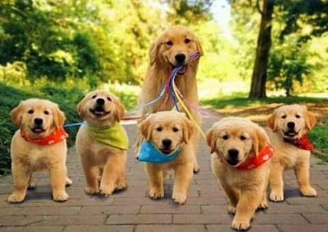 Sweet Dogs Photos For Whatsapp