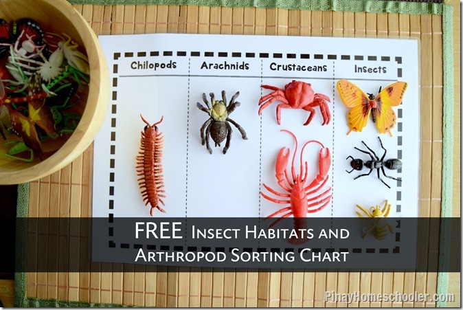 FREE Insect Habitats and Arthropods Sorting