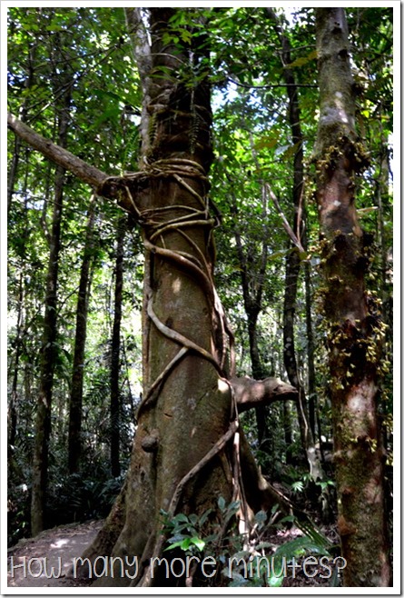 Waterfalls in the Atherton Tablelands | How Many More Minutes?