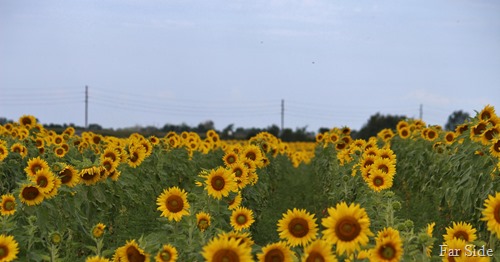 Sunflowers in rows