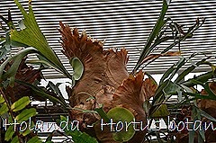 Glória Ishizaka - Hortus Botanicus Leiden - 70