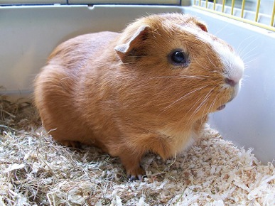 800px-Joepcavia.JPG-2015-06-15-17-02.jpg