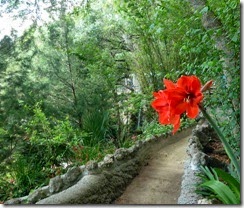 Beautiful plants right by the walkway