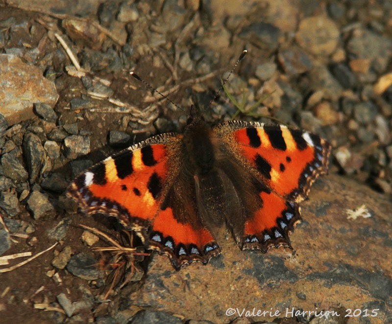 [19-Small-tortoiseshell%255B2%255D.jpg]