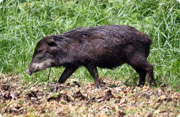 saltoencantado-tapir