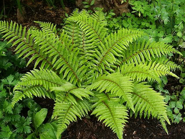 [Fern-flowers-28504493-640-4805.jpg]