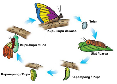 metamorfosis kupu kupu 2