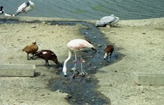 1991.08.31-099.35 flamant rose