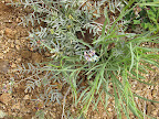 Alfalfa Wild Flower (??)  AZ Trail 4/16