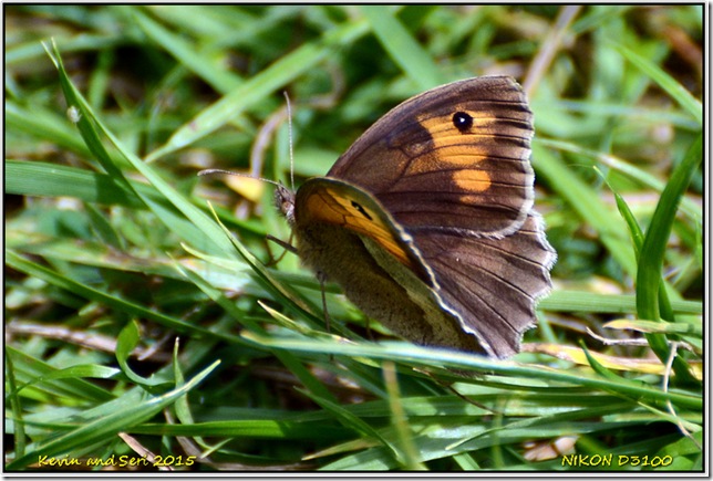 Draycote Meadows - July