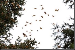 Swarms of Monarchs!