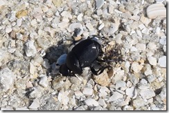 Dung beetle