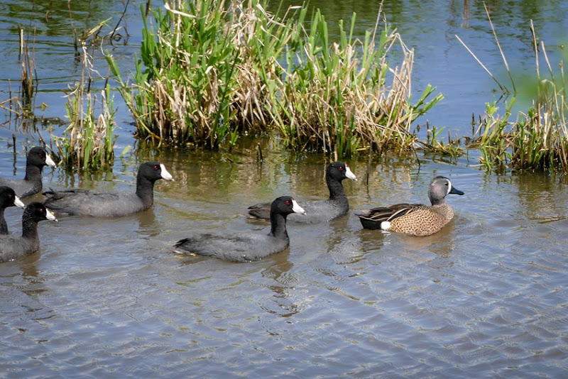 Blue-Winged Teal and Coots P1030554