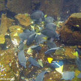 Snorkel no Chapéu Chinês - Galápagos