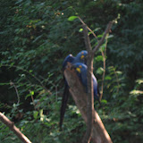 The Hyacinth Macaws at the Nashville Zoo 09032011b