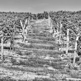 Castiglione Tinella i vigneti di Moscato - fotografia di Vittorio Ubertone