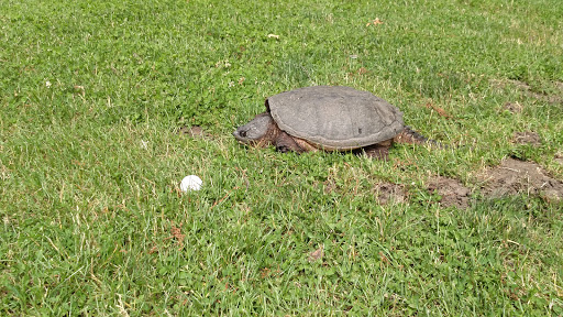 Golf Course «Veterans Memorial Golf Course», reviews and photos, 1059 S Branch Pkwy, Springfield, MA 01118, USA