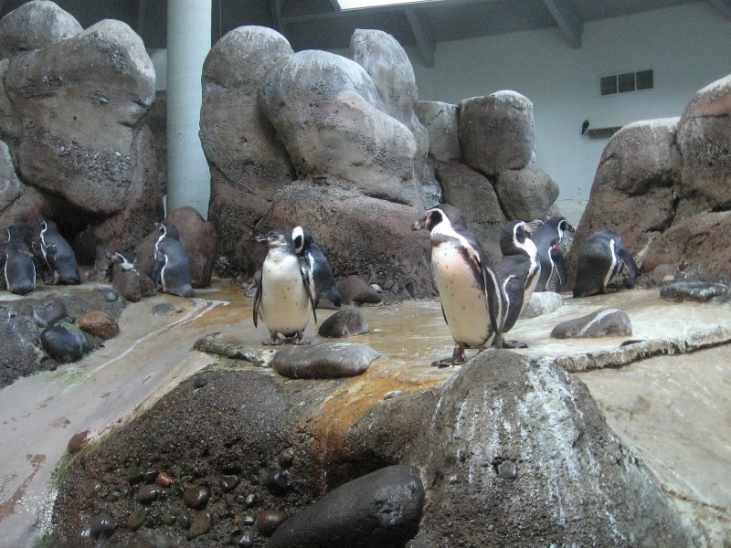 [IMG_0488%2520Humboldt%2520Penguins%2520at%2520the%2520Oregon%2520Zoo%2520in%2520Portland%252C%2520Oregon%2520on%2520November%252010%252C%25202009%255B2%255D.jpg]