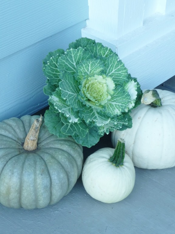 [blue%2520and%2520white%2520pumpkins%2520with%2520ornament%2520cabbage%2520%25283%2529%255B9%255D.jpg]
