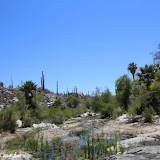 Valle de los Cirios - Estrada para Guerrero Negro, Baja Califórnia - México
