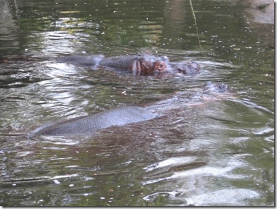 IMG_0396 Hippopotomuses at the Oregon Zoo in Portland, Oregon on November 10, 2009