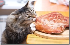 dieta casalinga gatto