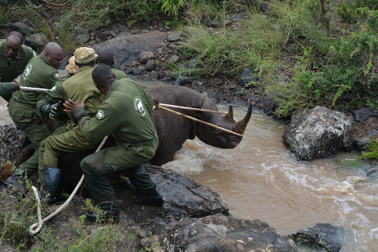 Kenya Wildlife Service Veterinary and Capture Rangers rescuing a black Rhino from a river at the Nairobi National Park on January 16, 2024.