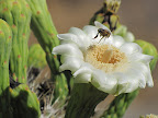 Close-up of bee/saguaro flower 5/29