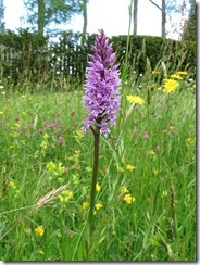 Common Spotted Orchid