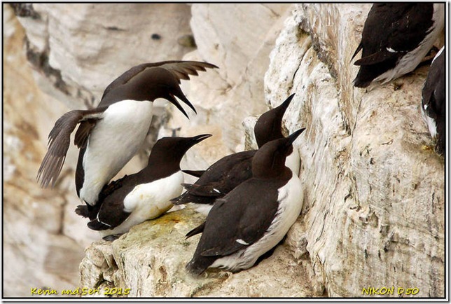 Bempton Cliffs RSPB - May