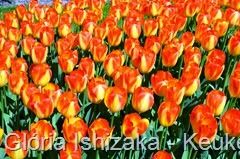 Glória Ishizaka - Keukenhof 2015 - tulipa 17
