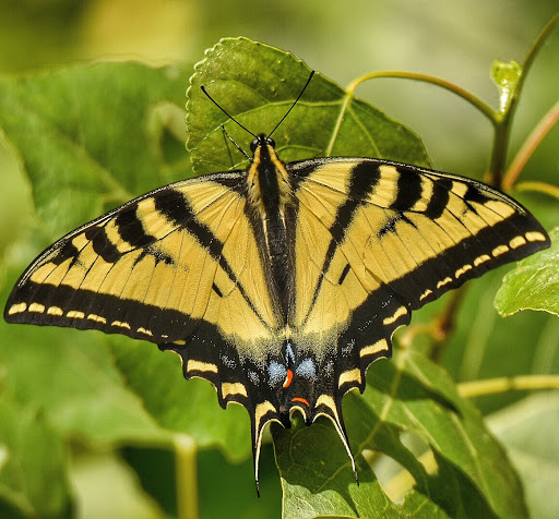 Nature Preserve «Madrona Marsh», reviews and photos, 3201 Plaza del Amo, Torrance, CA 90503, USA