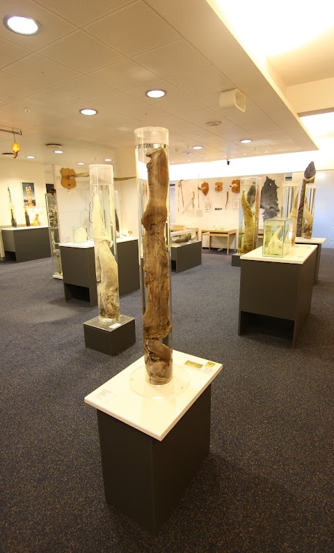 Falologické múzeum, Reykjavik