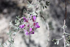 Santa Catalina Prairie Clover (Dalea pulchra) Sabino Canyon, Tucson 5/1 - Richard Derr